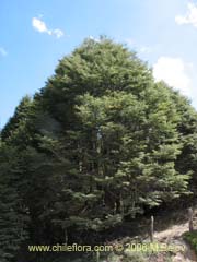 Bild von Nothofagus dombeyi (Coihue/Coige)